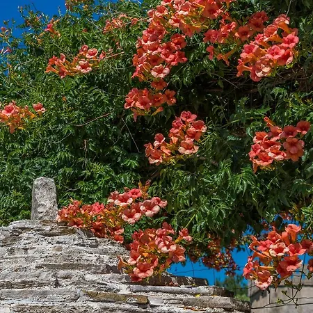 Oliva Kaštelir